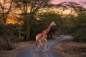 010 Nairobi Nationaal Park